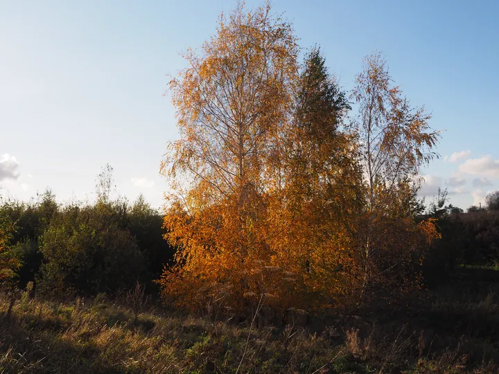 Brith forrest Kortrijk (Belgium)